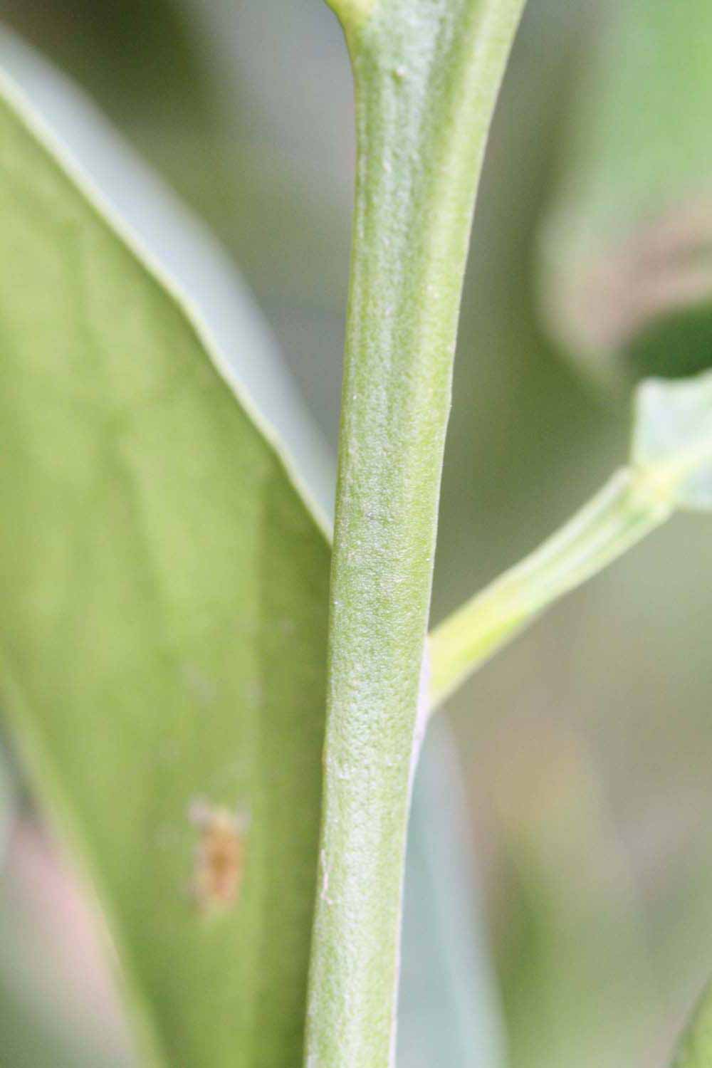              First year twig (Riverside, CA)       